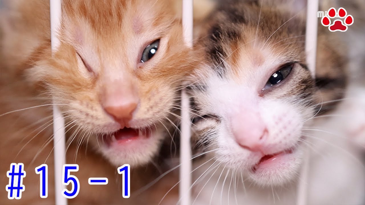 子猫、ついに脱走。“すり抜け”の瞬間と初めてご飯に挑戦【瀬戸の3兄弟日記】