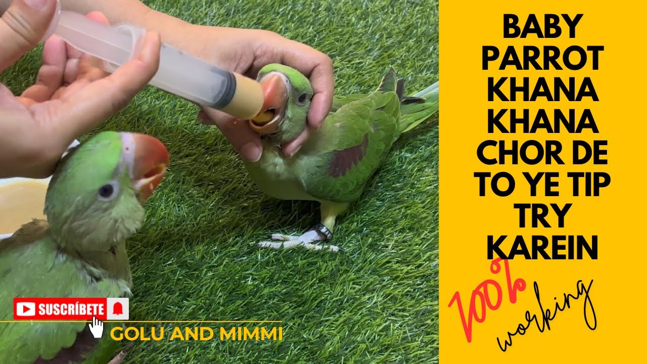Baby Parrot khana khana chor de to ye TIP try karein 100% Worked #babyparrot #parrot #parrotcare