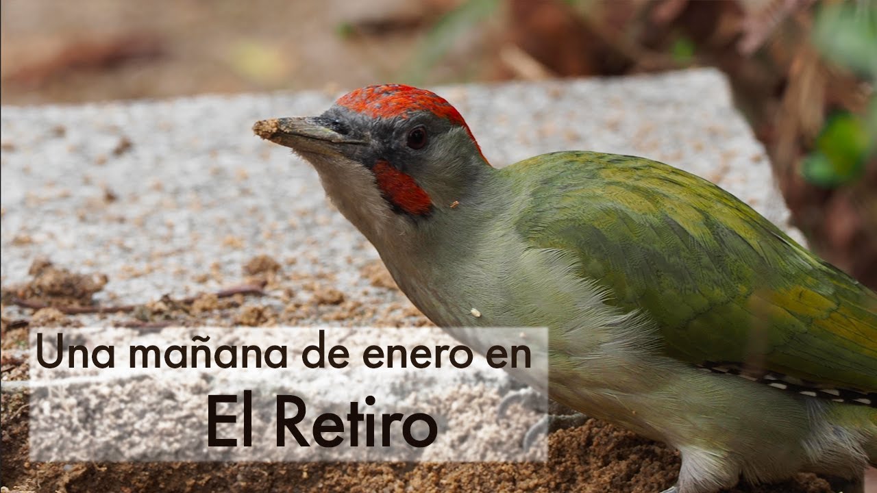 Un dia de pajareo de enero en El Retiro. A winter birdwaching day in El Retiro, Madrid