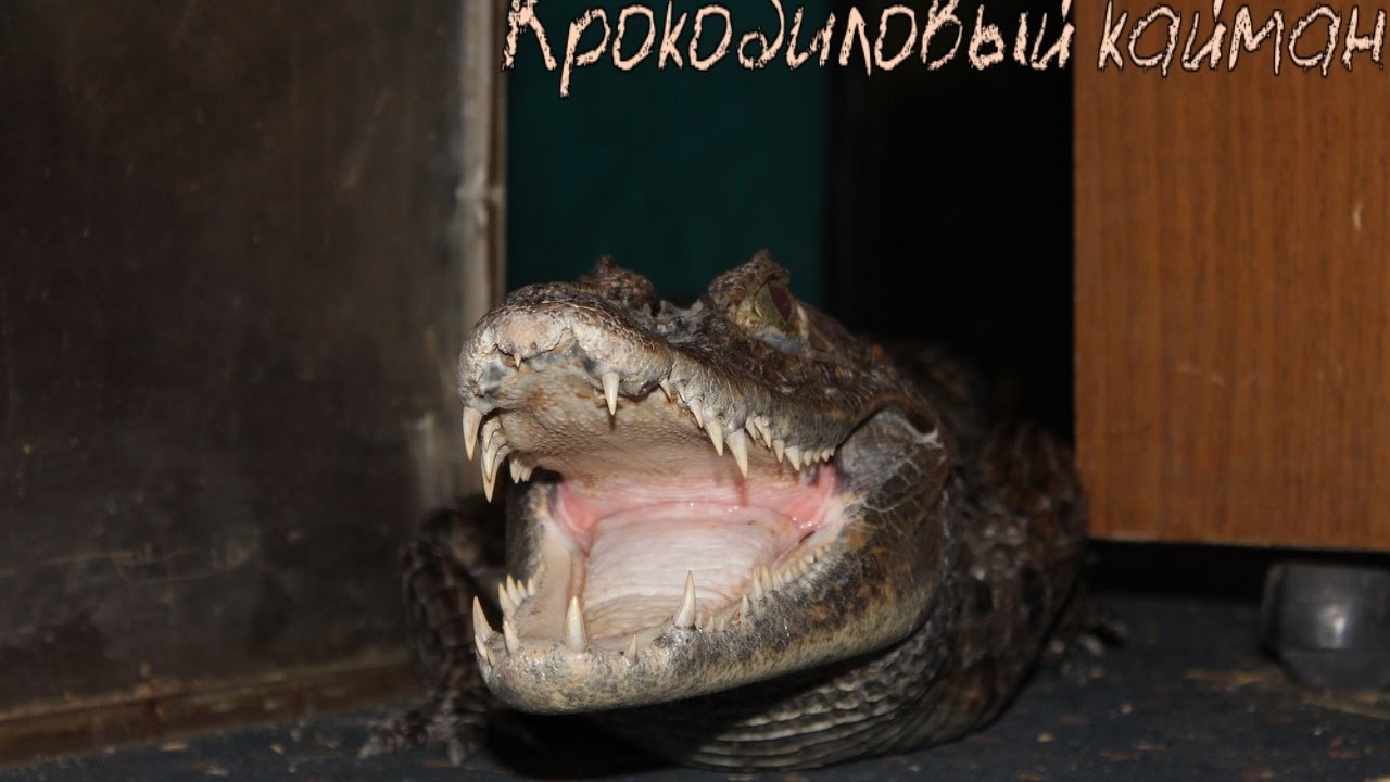 Крокодиловый кайман (Caiman crocodilus)