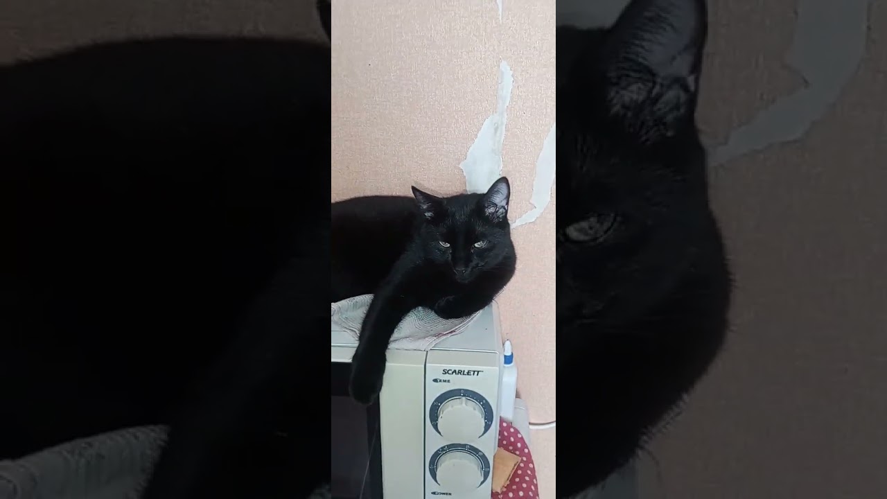 И пошло все своим чередом