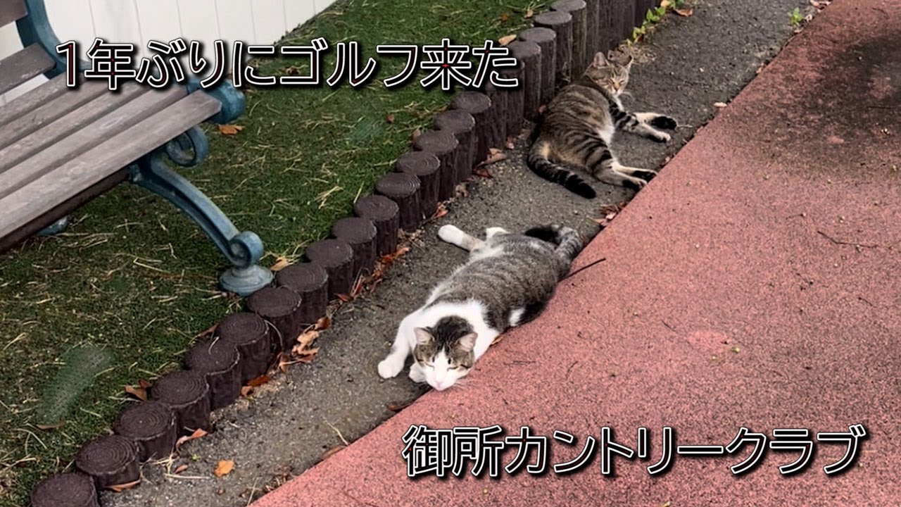 １年ぶりにゴルフ再開した、リウマチのお兄さん【御所カントリークラブ】
