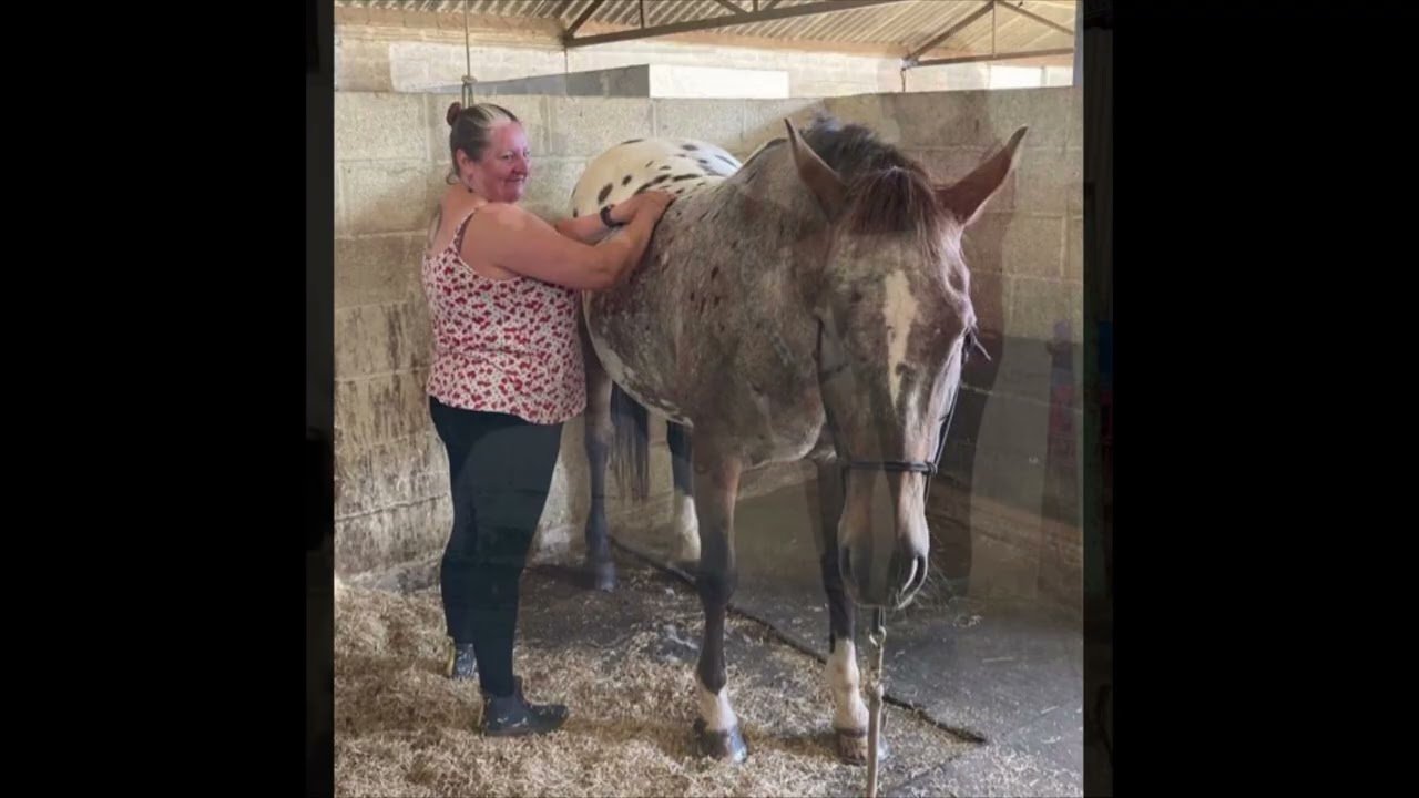 THH Week 9 - Equine Hindquarters massage