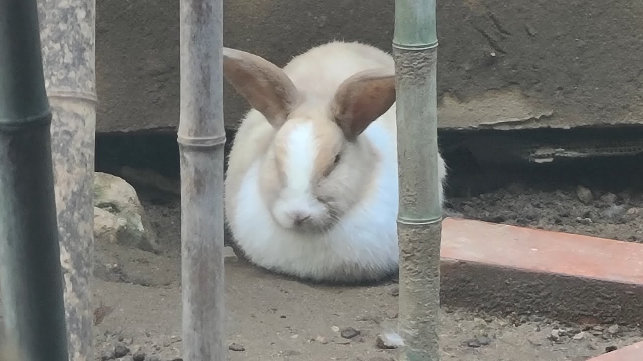 귀여운 일상 음악
