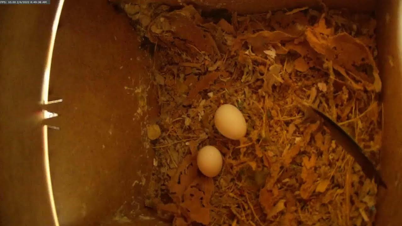Lovebirds nest