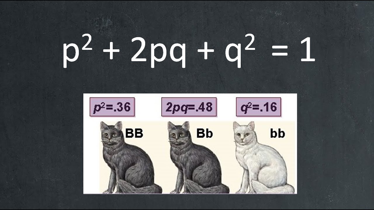 รวมแนวข้อสอบชีวะ ความถี่อัลลีล และ สมดุลฮาร์ดี้ไวน์เบิร์ก