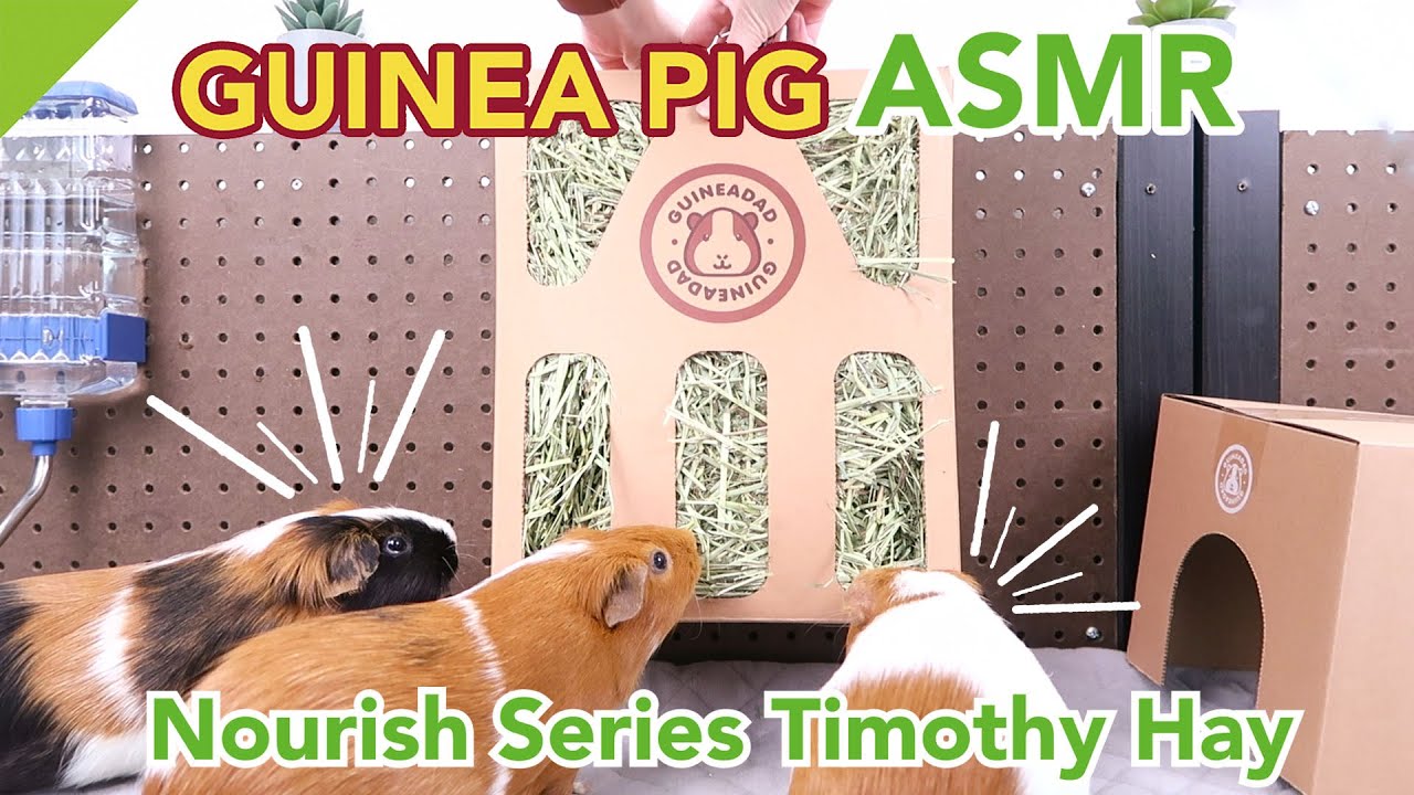 Guinea Pig ASMR (Timothy Hay) for Studying, Working, Sleeping, and Focusing | GuineaDad