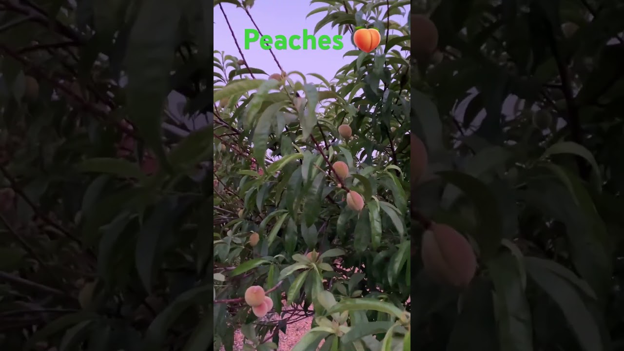 Sweet and Juicy Delights: The World of Peaches 🍑 #ytshorts #fruits #peach #california #nature