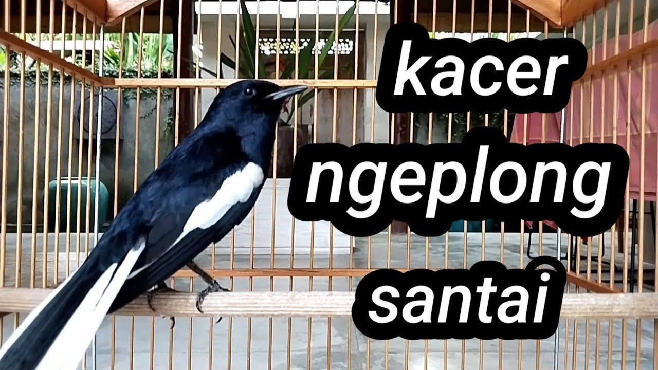 kacer ngeplong Santai sangat cocok buat pancingan kacer trotolan/ mh