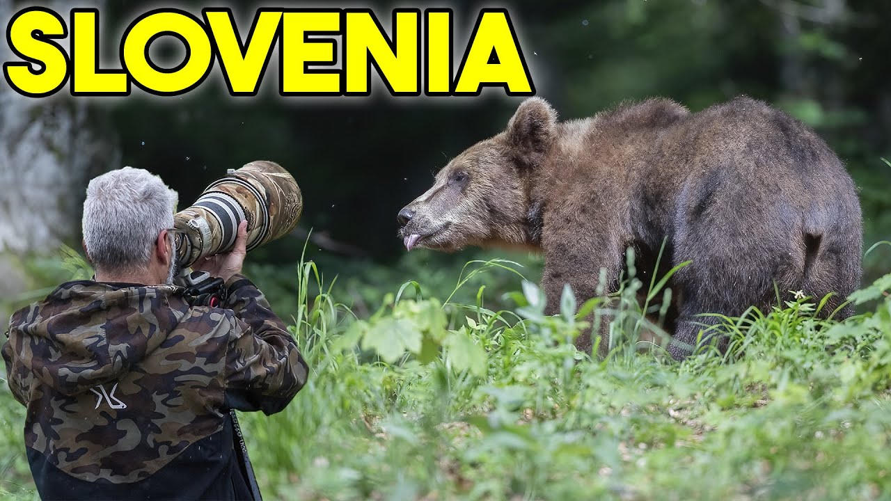 Fotografia Naturalistica | Fotografiamo l'orso bruno in Slovenia
