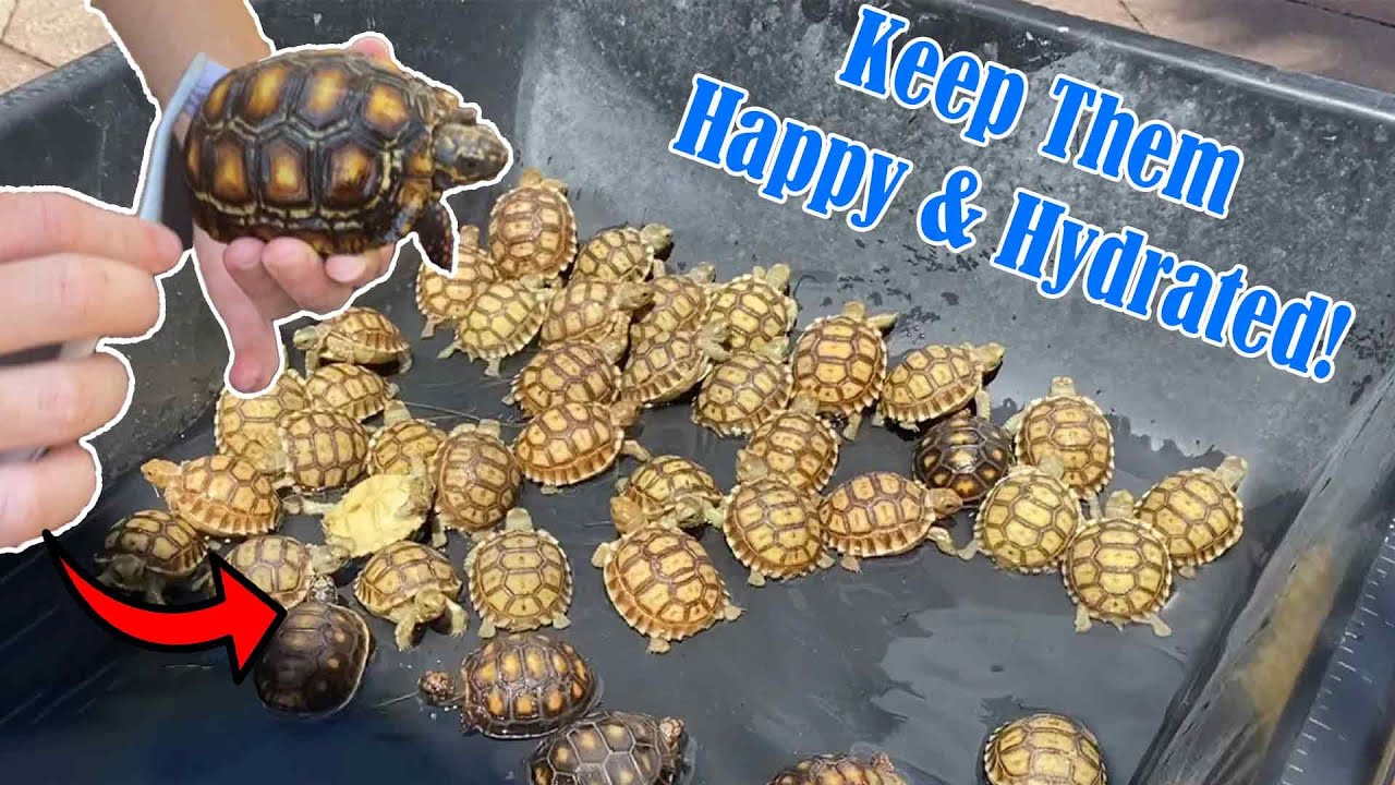 How to Bathe / Soak Your Tortoise and Keep Them Well Hydrated!