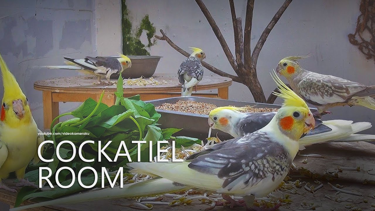 Cockatiel Room: October 2025 - Part 1