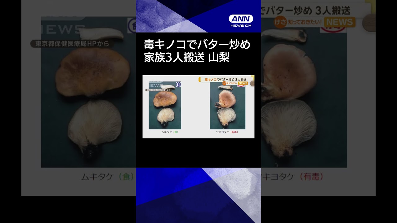 【食用キノコとよく似た「ツキヨタケ」】毒キノコでバター炒め　家族3人搬送　山梨