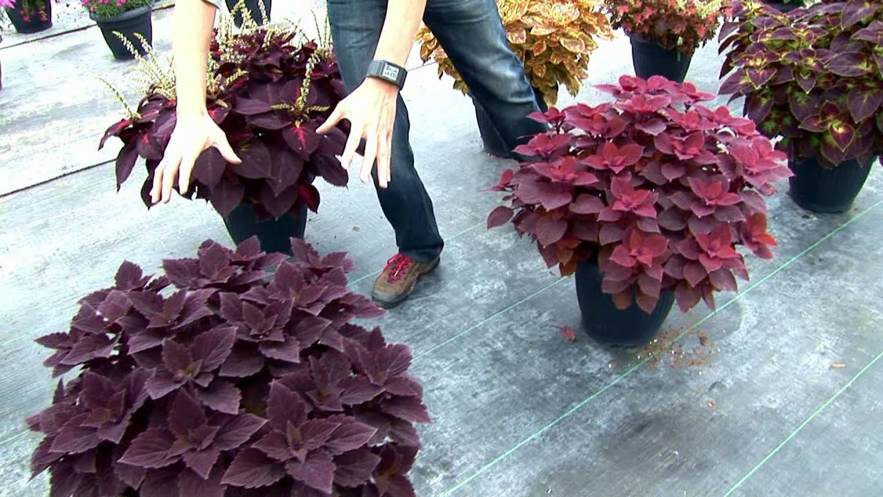Rośliny Retro - Coleus