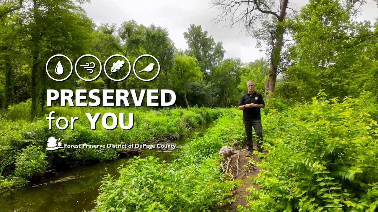 Spring Brook Creek Restoration Project Phase 3