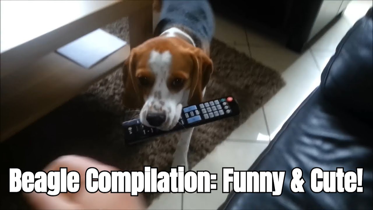 Beagle Personality Hilarious Compilation - You'll Fall in Love!