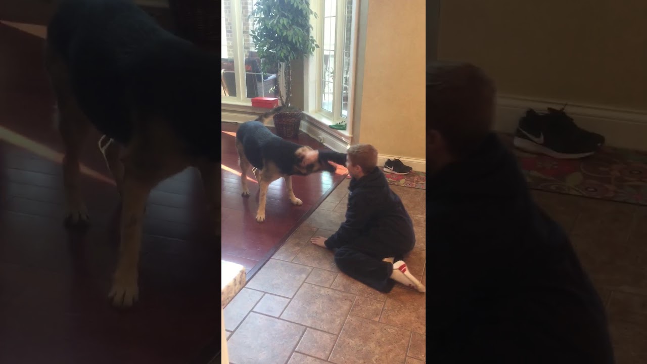 Wrestling with my dog Pt.2