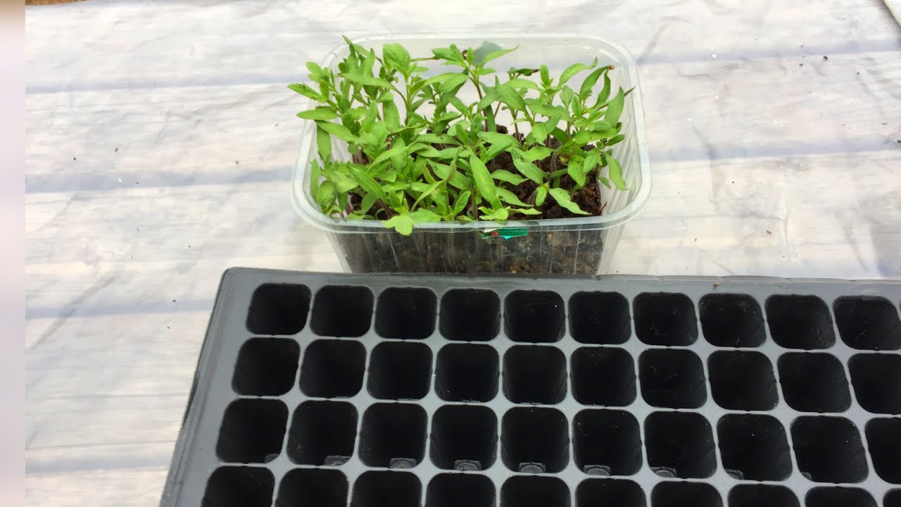 Fide Şaşırtma Nasıl Yapılır? Domates Fidesi Şaşırtma 🍅  Fide Şaşırtma 🌱 Fide Bakımı