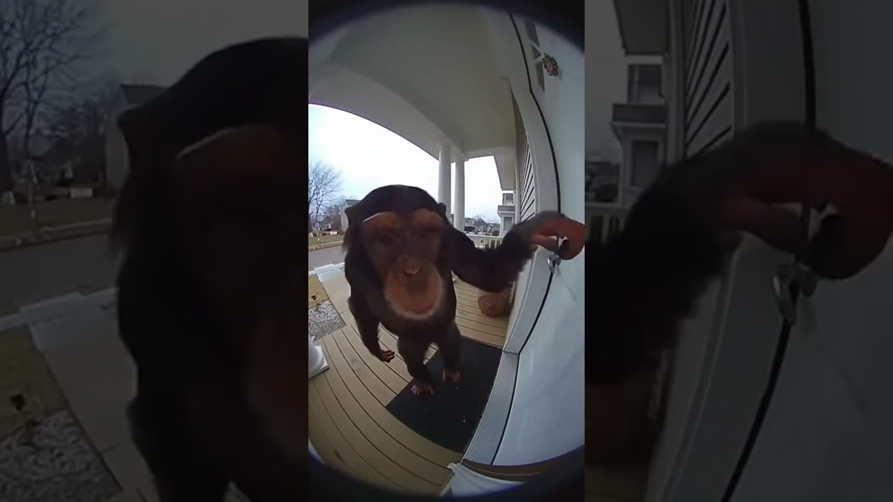 Chimpanzee Caught on Ring Doorbell 😭 
