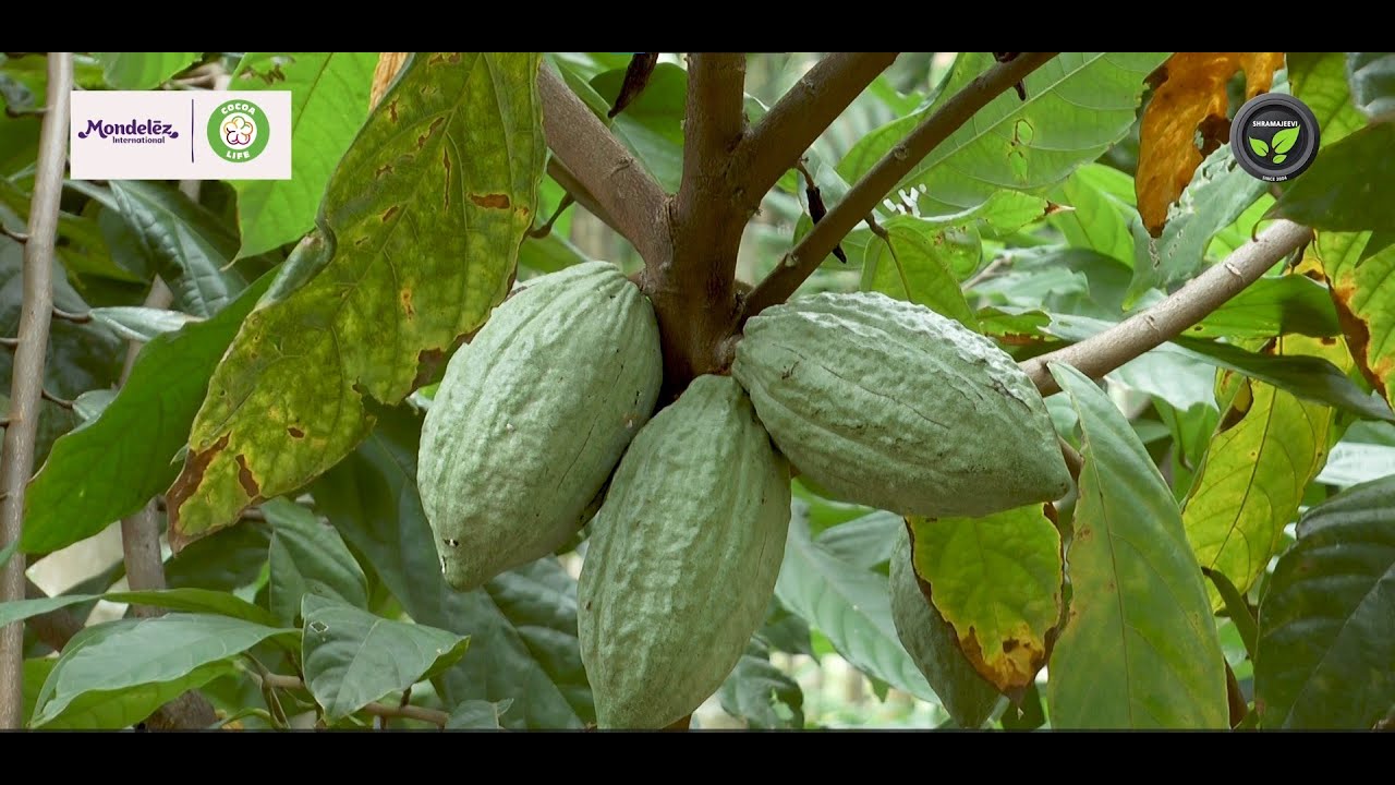 ಅಡಿಕೆ ಫಸಲು ವೃದ್ಧಿಸಿದ ಕೋಕೋ - ಶ್ರೀ ನವೀನ ಎ.ಆರ್. & ಶ್ರೀ ನಿರಂಜನಕುಮಾರ | Cocoa Benefits as a Inter-cropping