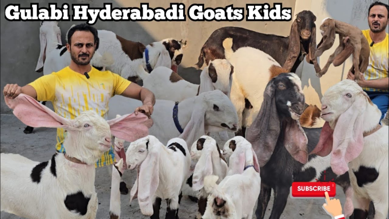 Pure Quality Gulabi Hyderabadi Goats Kids | Hyderabadi Bakriya Bakriya | Ek Number