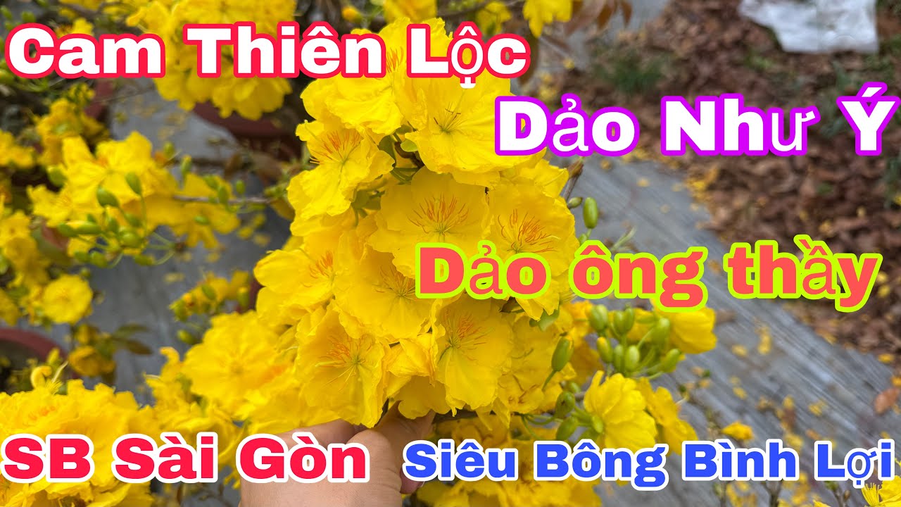 Mùng 7🌼 Mai vàng giá rẻ Siêu Bông Sài Gòn, cam thiên lộc, Bình lợi, dảo như ý,…☎️0344082751 