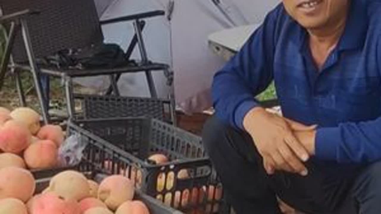 一个毛桃能长一斤多，个个又大又圆，吃起来又脆又甜，辛苦了一年终于到回报的时候了。#桃子熟了