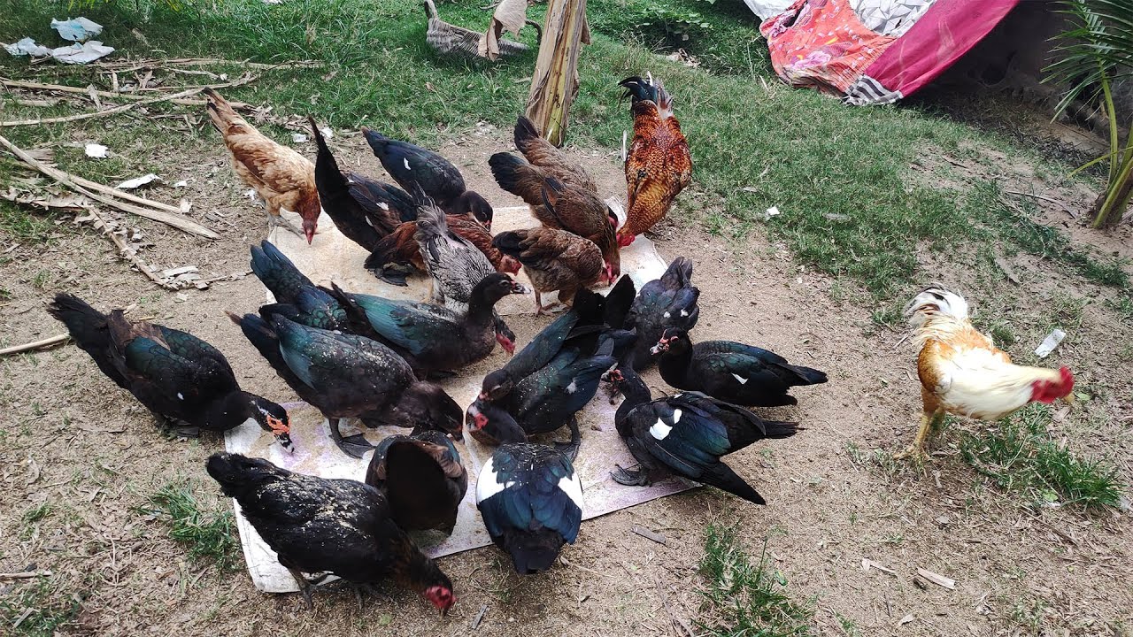 Raising chickens, ducks and cows of farmers in rural Cambodia