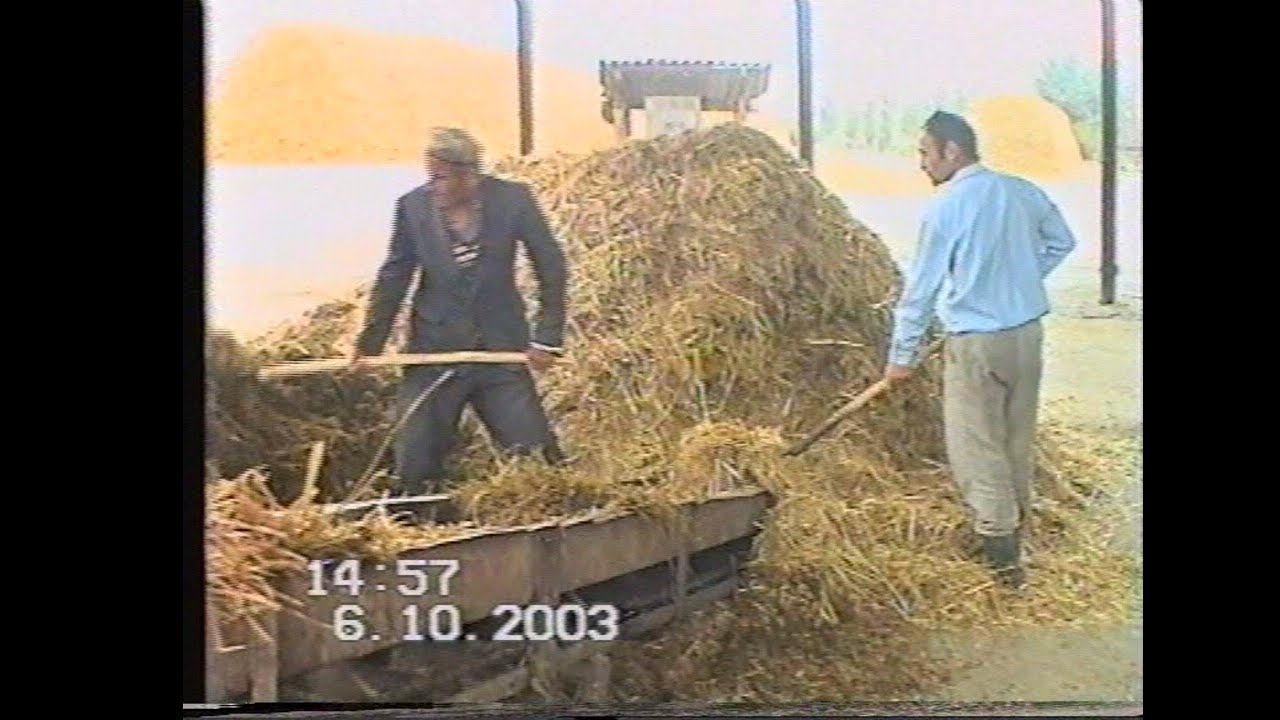 Хонқиз наслли қора моллар фермаси. #архив #ретро #тарих #2003