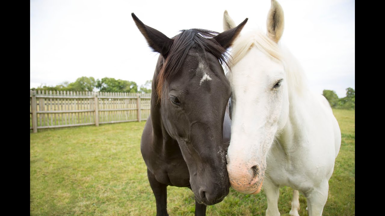 Leave a Legacy to The Horse Trust for Their Future