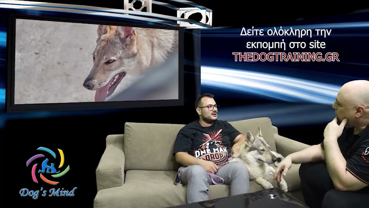 Τσεχοσλοβάκικο Λυκόσκυλο - Czechoslovakian Wolfdog. Καλεσμένος ο Λευτέρης Γεωργάτος από το Wolf Saga