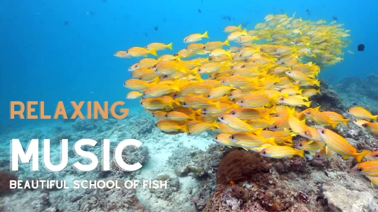 🟣NATURE&rsquo;S MOST BEAUTIFUL SCHOOL OF FISH SWIM + RELAXING MUSIC | AQUATIC SOUNDS