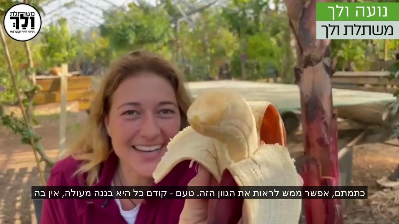 משתלת ולך - עץ בננה אדומה