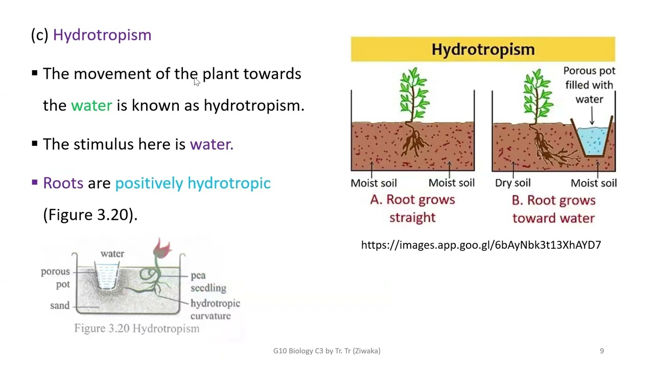 Grade 10 Biology Chapter 3.2, 3.2.1, 3.2.2