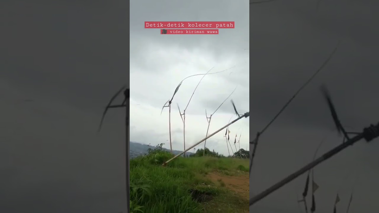 Detik-detik kolecer patah, kokoleceran #shorts #tradisional