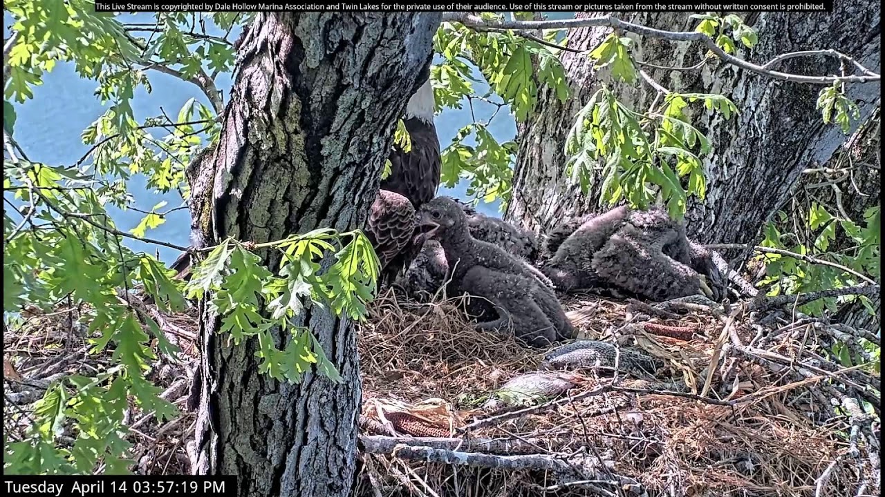 Dale Hollow Eagle Camera Live Stream