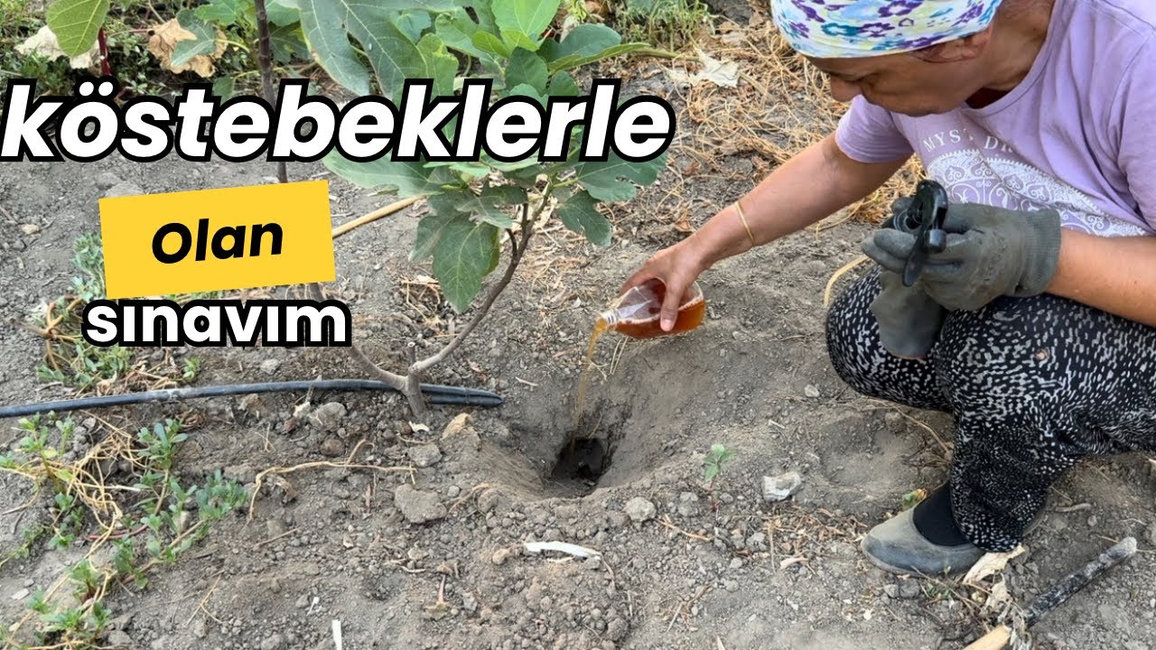 Bahçeden köstebek nasıl kovulur/doğal yaşamdan esintiler