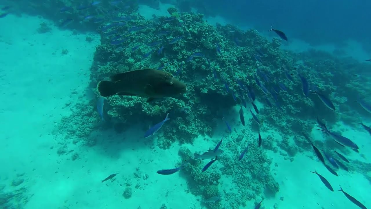 Рыба – Наполеон  в бухте Sharks bay. The Napoleon fish. Red sea. Egypt. Великолепный подводный мир