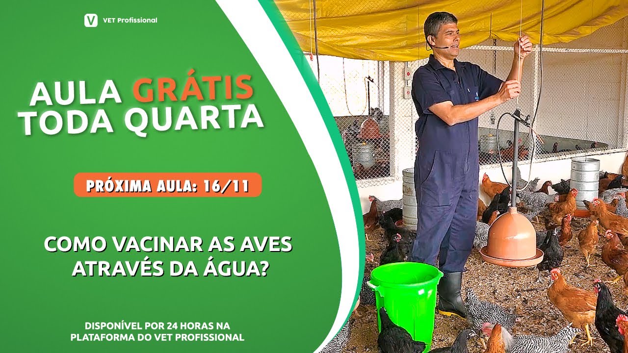 Vacinação de aves via água