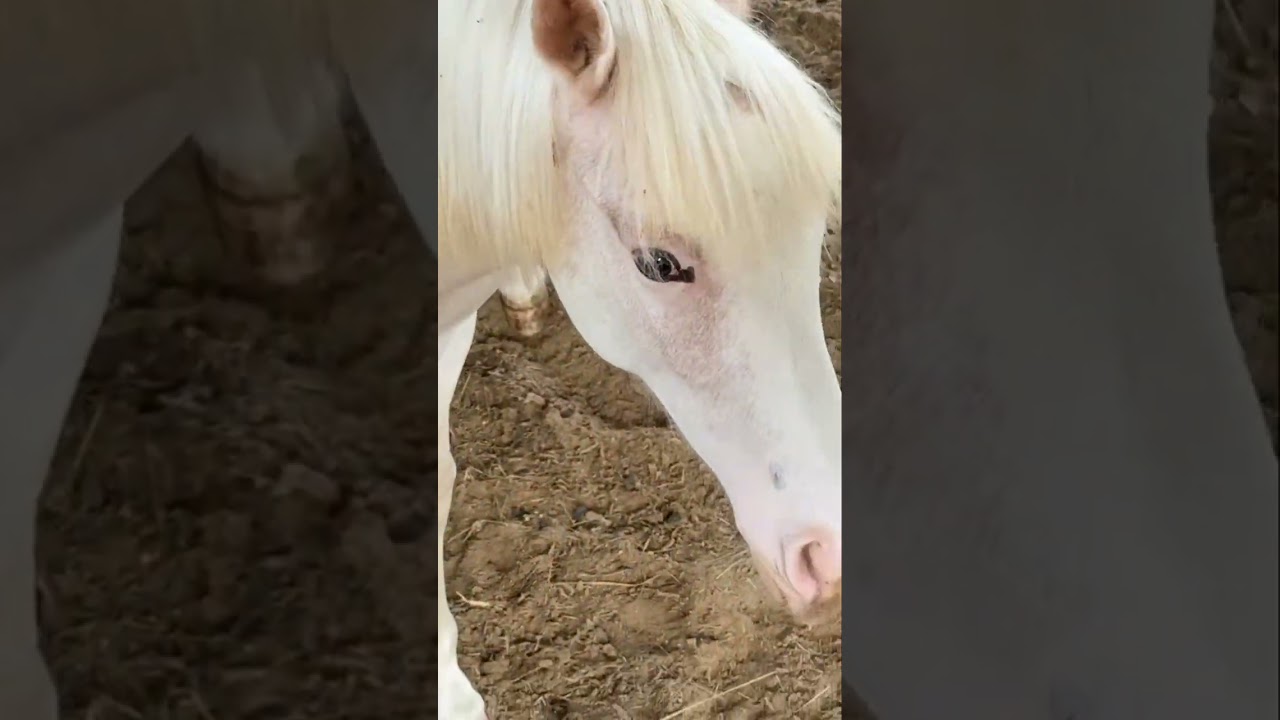 Flashy Chestnut Sabino Filly: Ed's Rocky Road Showcase