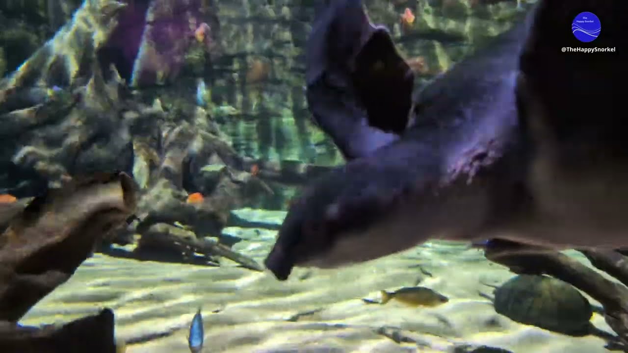 Pig-nosed turtle