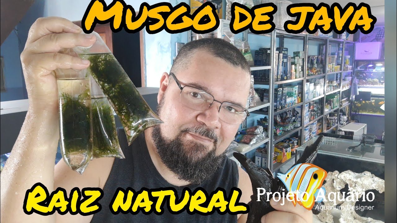 Musgo de java com raiz natural. Aquário plantado.