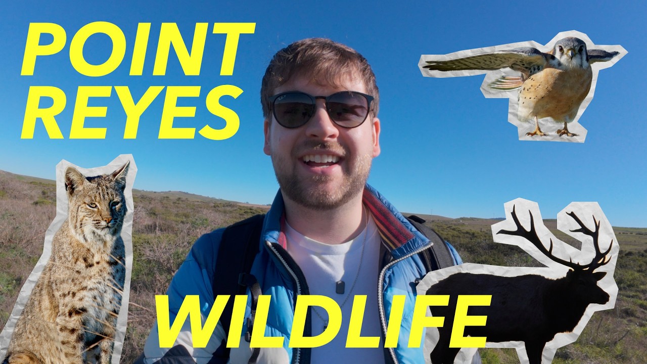 📸 Wildlife Photography - Up Close with Bobcats, Elk, and More at Point Reyes POV and Vlog