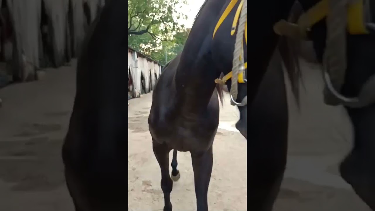 Sweeney shoulder Horse