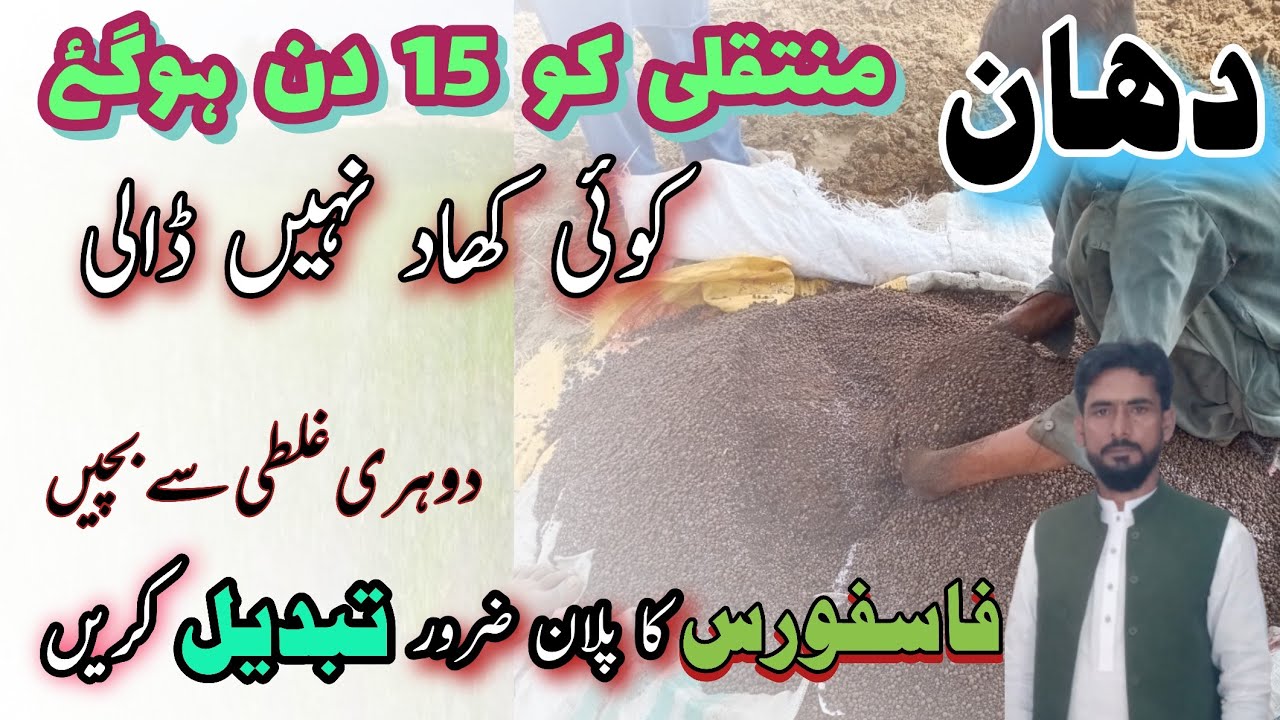 Phosphorus fertilizer application time in paddy crop. fertilizer plan for rice crop