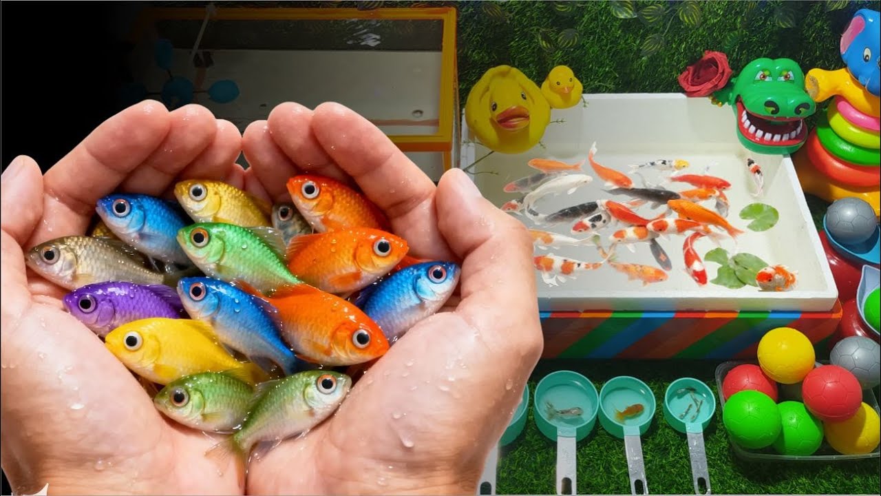 Unboxing Ikan Hias Warna Warni, Ikan Koki, Ikan Molly, Ikan Koi, 🐟Unboxing colorful ornamental fish