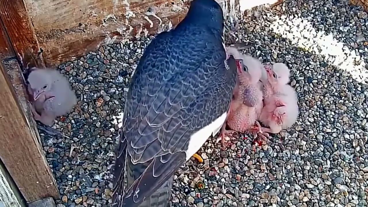 #falcon Cam2#55 Review baby birds in the nest - Dad and mother brings food to feed their chicks