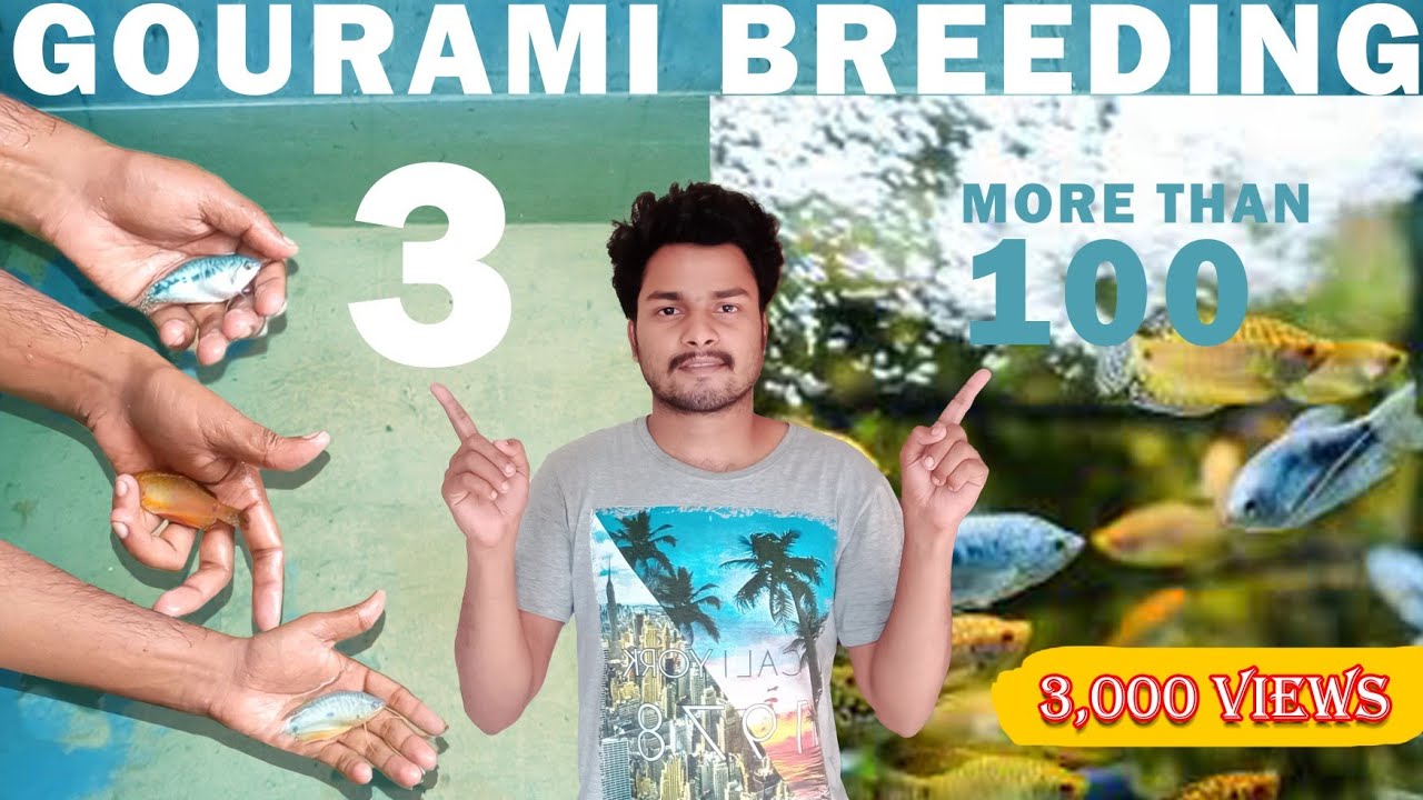 gourami breeding tamil |esy way to breeding gourami | fish breeding tamil