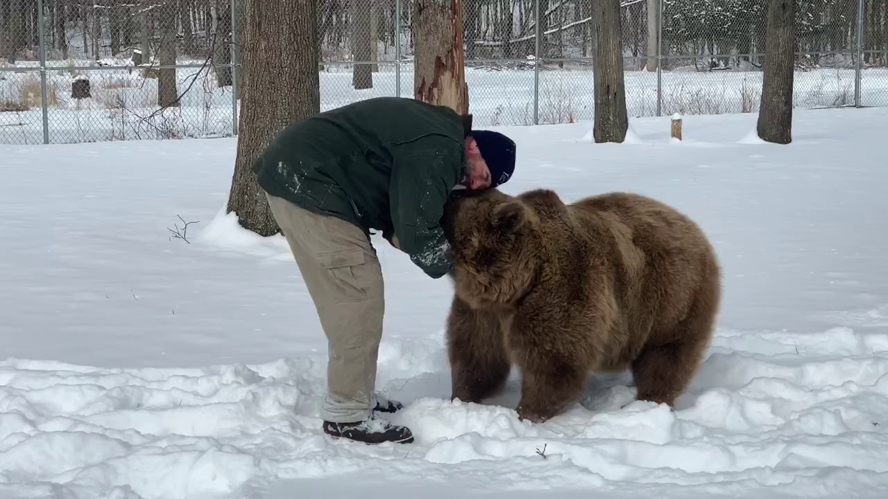 The bears love to wrestle and play. Especially with Jim!