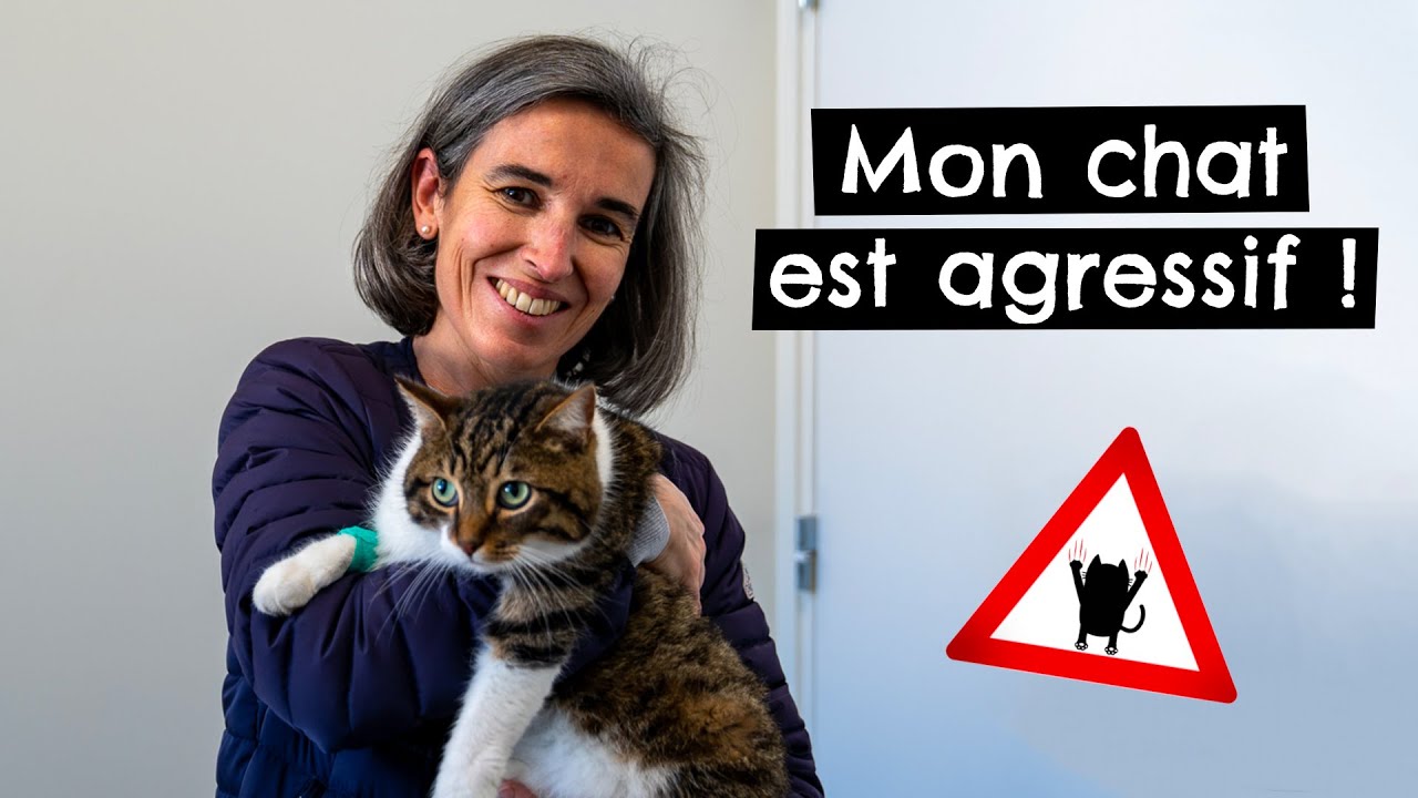 Mon chat est agressif ! 🐱